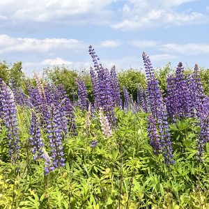 12 Maine postcards COMING SOON!